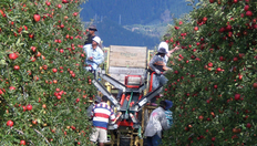 Boxenbilder_1,5Spalten_obstbau