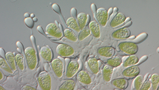 Botryococcen-Neu Botryococcen-Neu