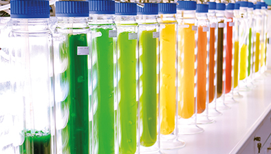 Boxenbilder_1,5Spalten_HS-AnhaltChlorella Boxenbilder_1,5Spalten_HS-AnhaltChlorella