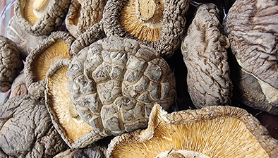 Boxenbilder_1,5Spalten_HS-AnhaltShiitake Boxenbilder_1,5Spalten_HS-AnhaltShiitake