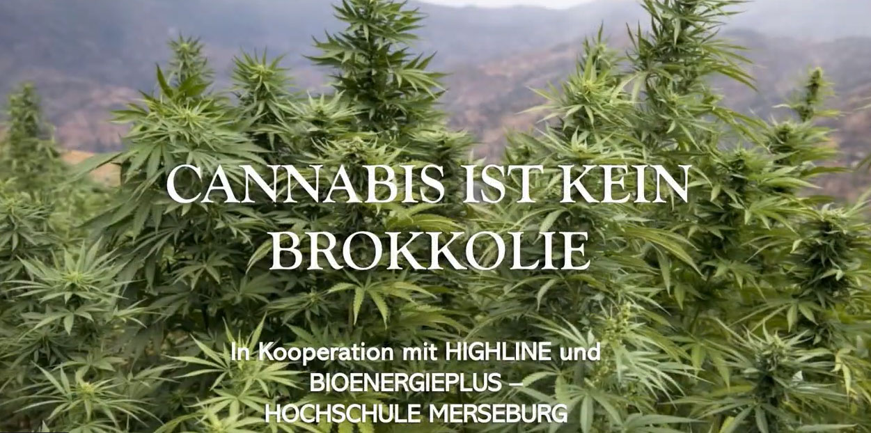 Video: Hanf ist mehr als Gemüse Video: Hanf ist mehr als Gemüse