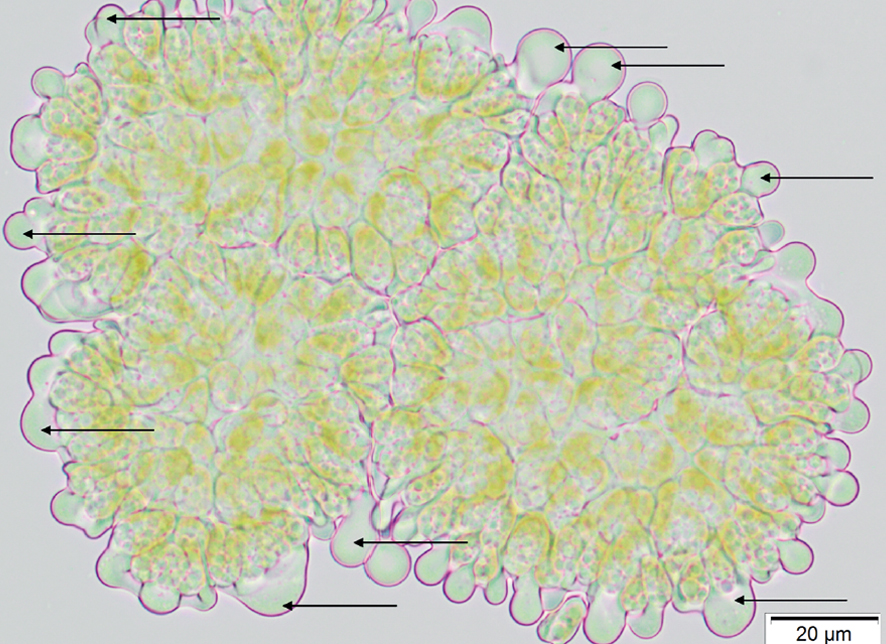 ECM_Poduktbilder_Algentankstelle ECM_Poduktbilder_Algentankstelle