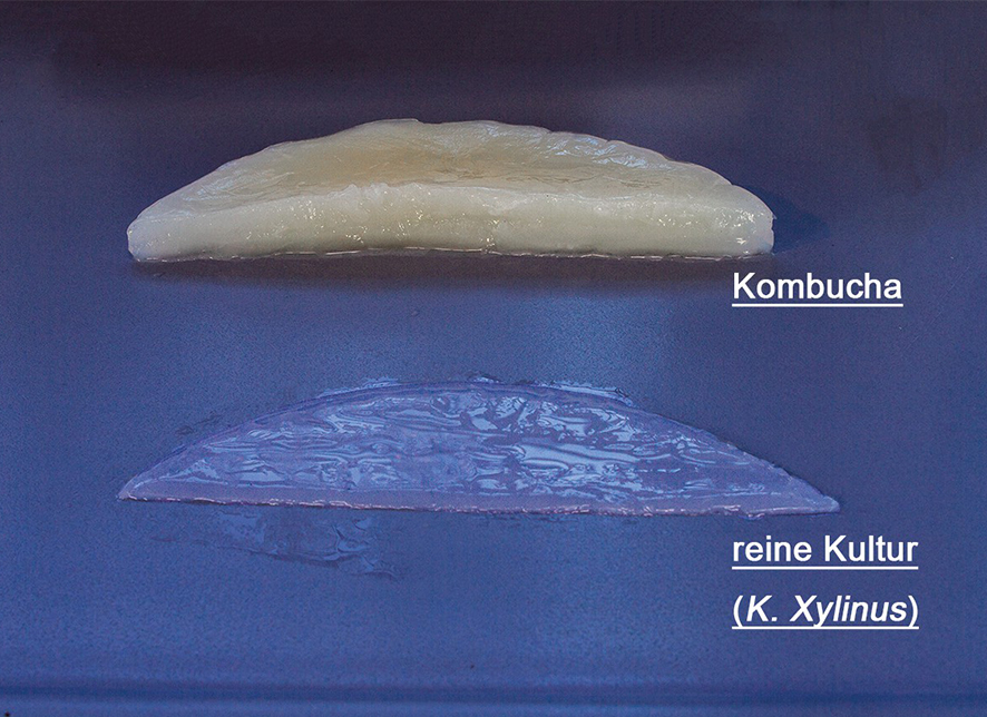 ECM_Poduktbilder_Nanocellulose-Kombucha ECM_Poduktbilder_Nanocellulose-Kombucha