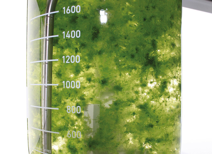 ECM_Poduktbilder_torfmoos ECM_Poduktbilder_torfmoos