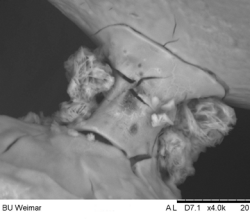 HMI19_T_BUW_Bindersystem2 HMI19_T_BUW_Bindersystem2