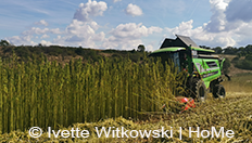 Hanf-Ernte_mN Hanf-Ernte_mN