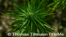 Hanfplanze-Thomas-Tiltmann_mN Hanfplanze-Thomas-Tiltmann_mN